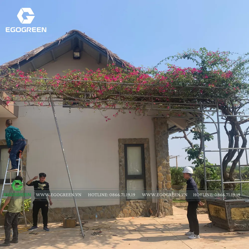 Những loài cây quen thuộc dễ chăm và có nhiều công năng vẫn được ưu ái.